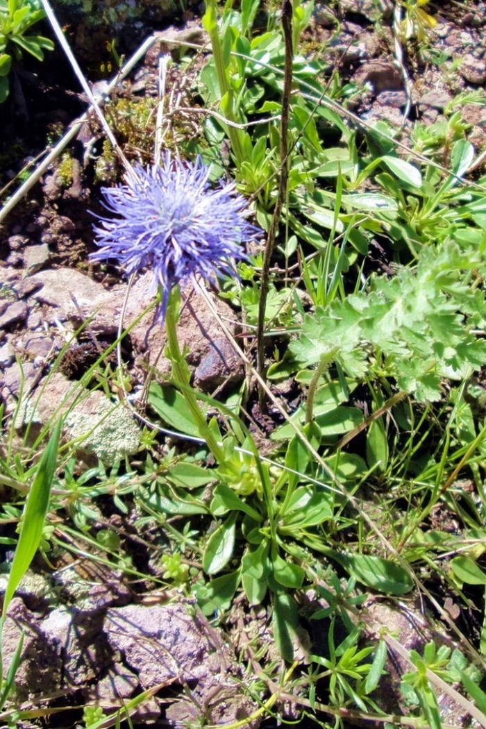 Букашник курчавый