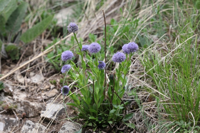 Globularia bisnagarica