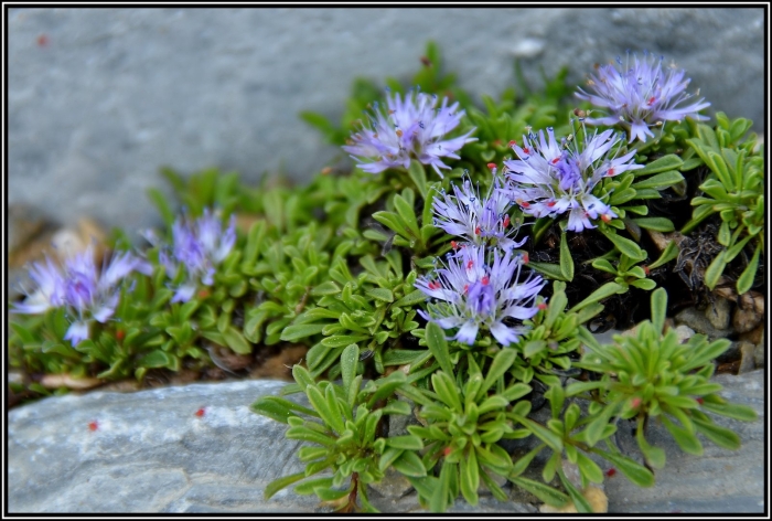Многолетник василек горный