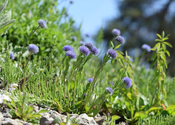 Globularia bisnagarica