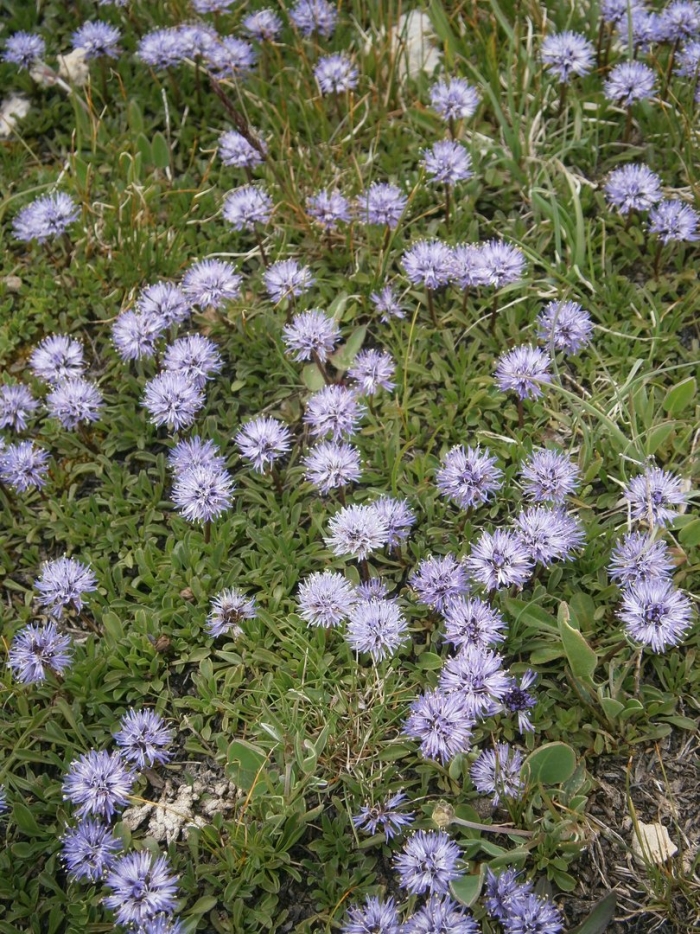 Globularia cordifolia