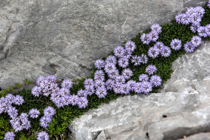 Globularia repens