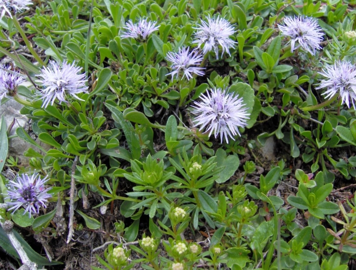 Globularia cordifolia