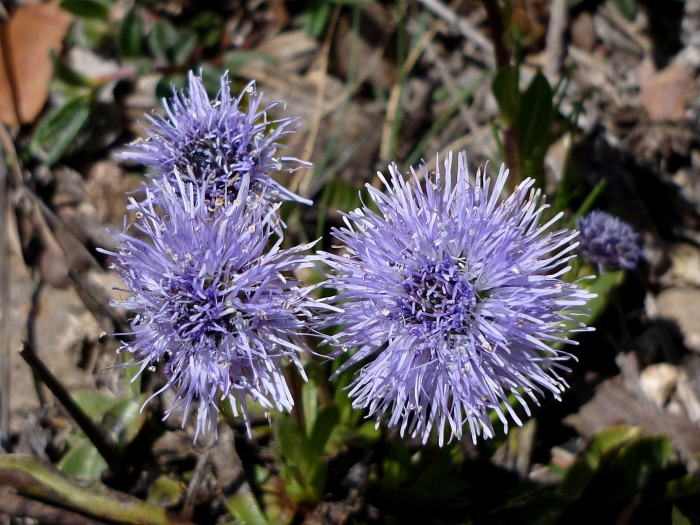Globularia vulgaris
