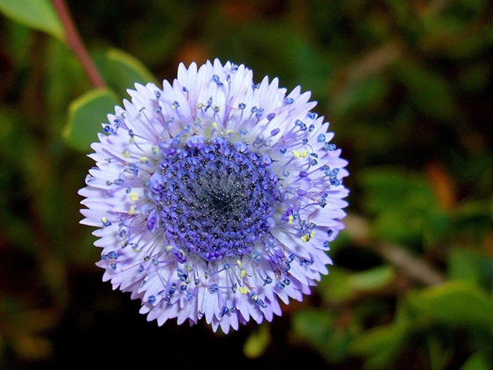 Globularia alypum