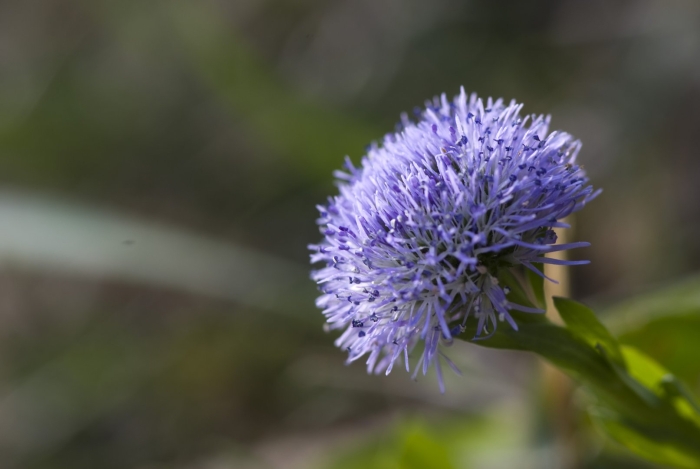 Globularia bisnagarica