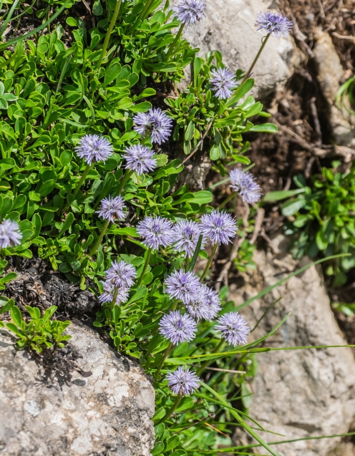 Globularia cordifolia
