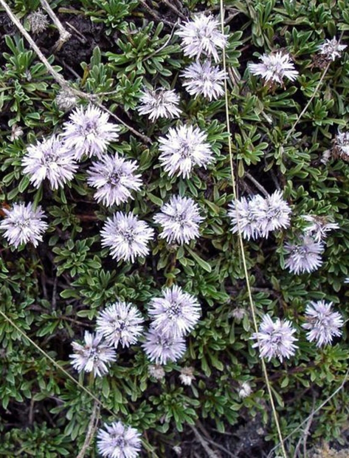 Globularia repens
