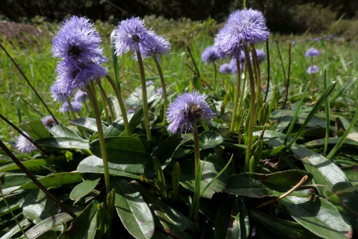 Globularia nudicaulis