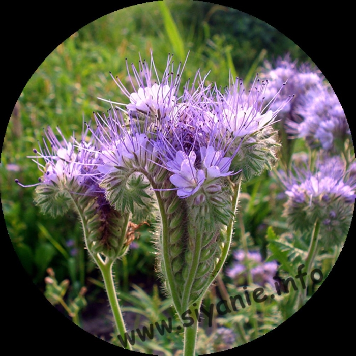 Фацелия пижмолистная радуга