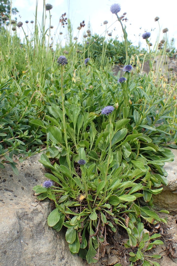 Globularia bisnagarica