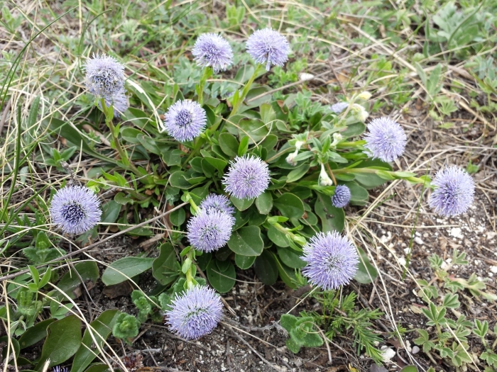 Глобулярия шаровница многолетник