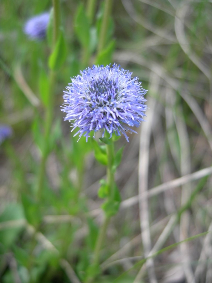 Globularia bisnagarica