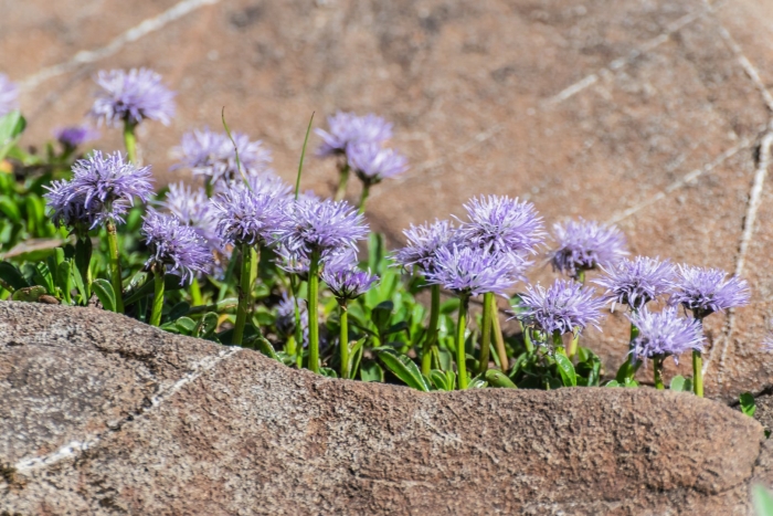 Globularia cordifolia