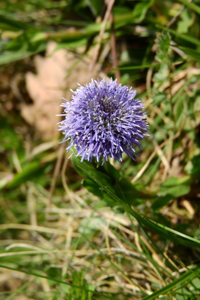 Globularia repens