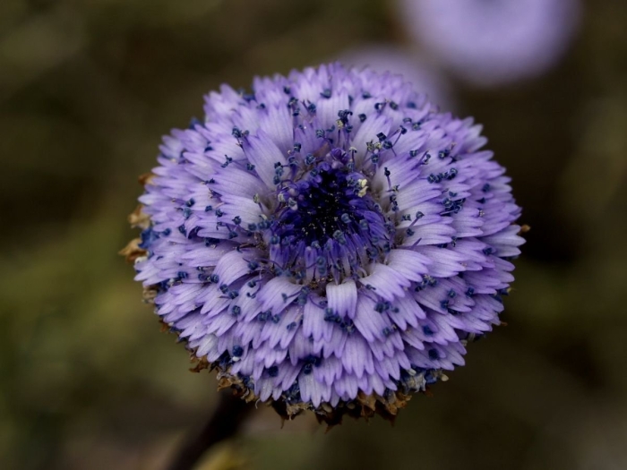 Глобулярия точечная