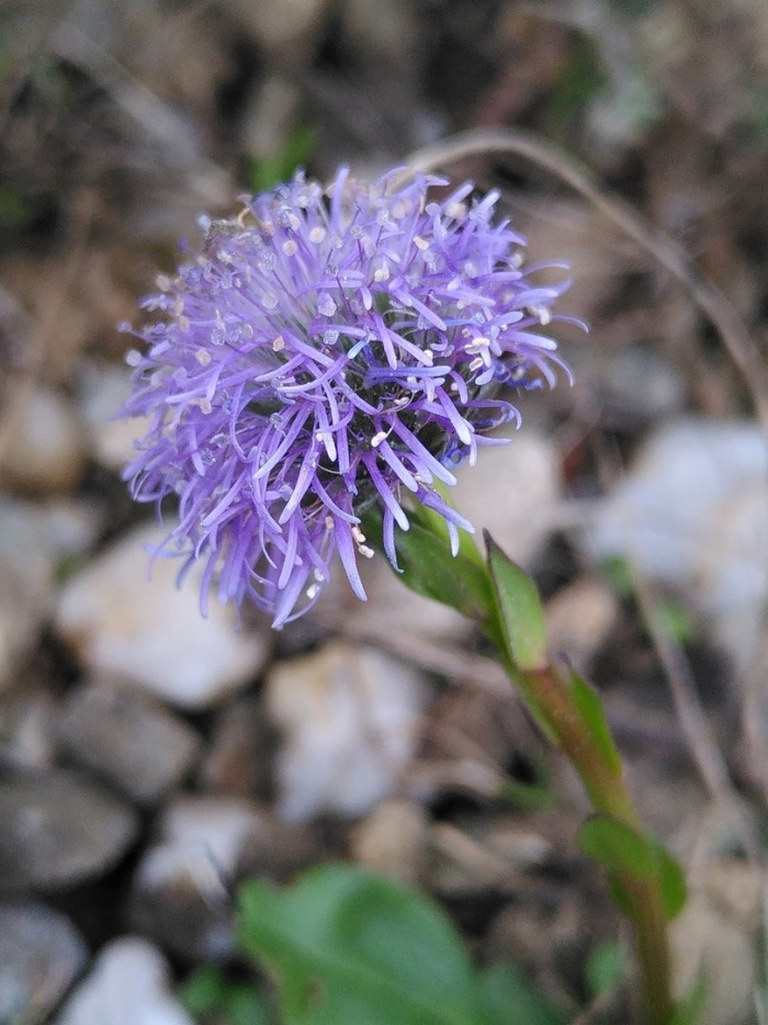 Globularia bisnagarica
