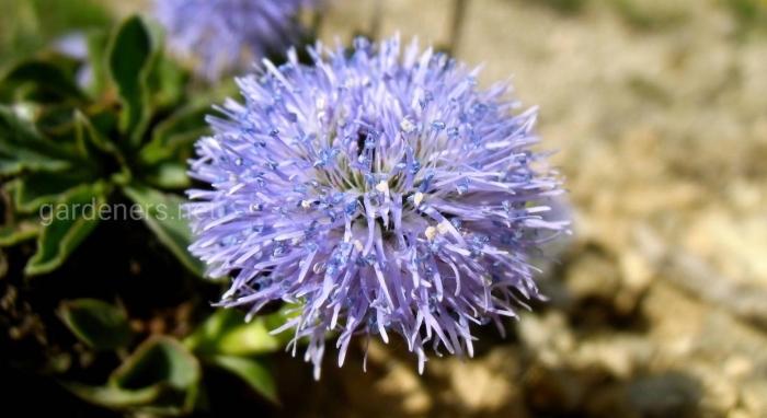 Букашник многолетний