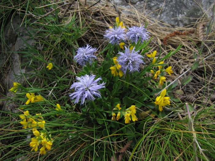 Букашник горный (jasione montana l.)