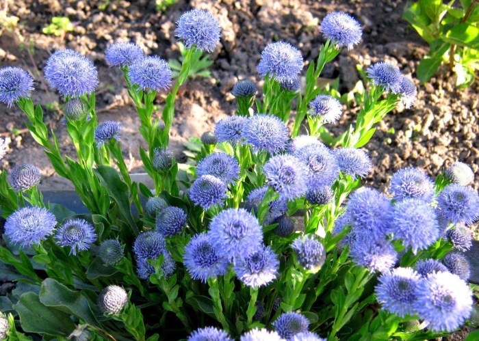 Шаровница крапчатая