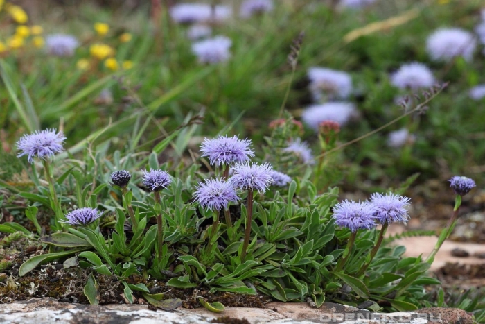 Глобулярия шаровница многолетник