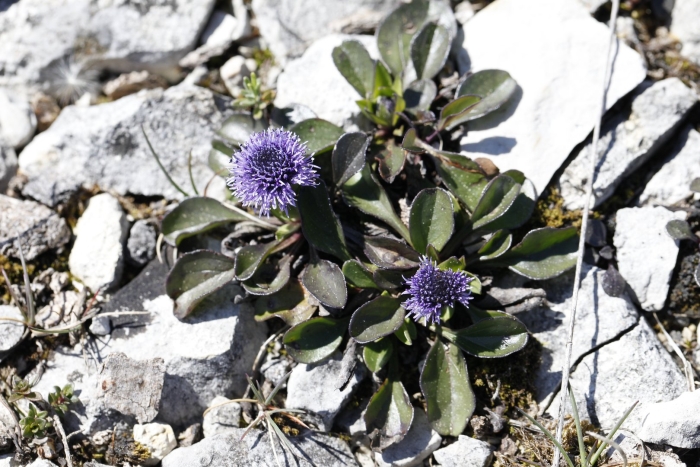 Globularia punctata