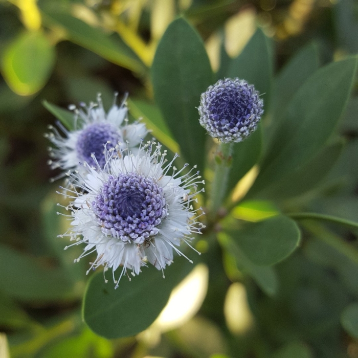 Globularia sarcophylla