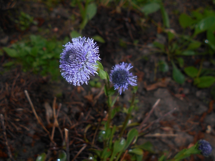 Globularia punctata