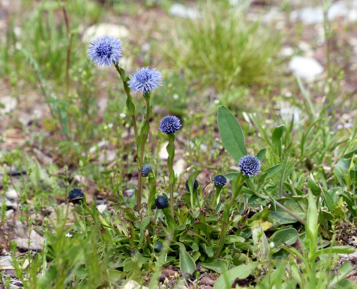 Globularia bisnagarica