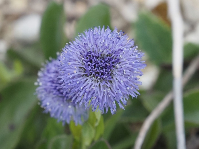 Globularia bisnagarica