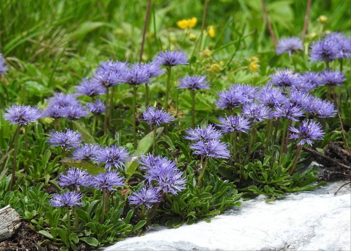 Globularia cordifolia