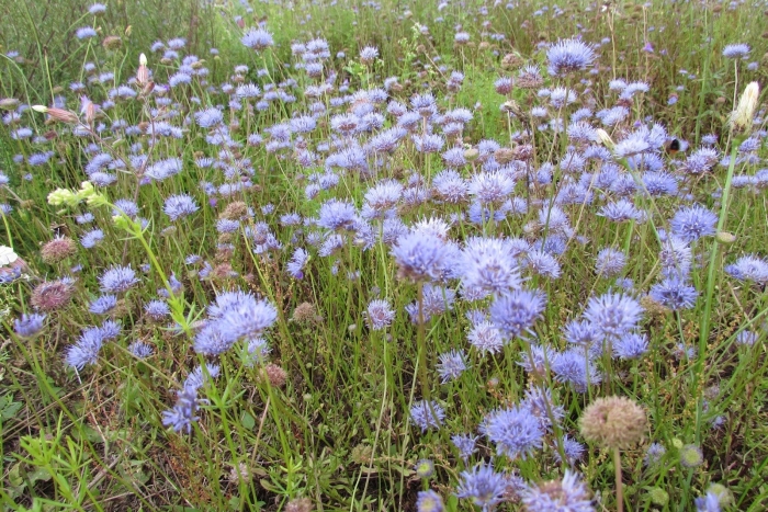 Сивец луговой