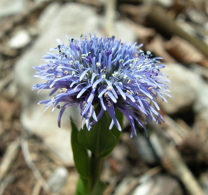 Globularia bisnagarica
