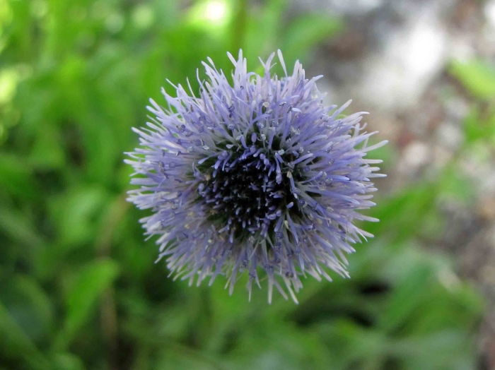 Мордовник echinops ritro
