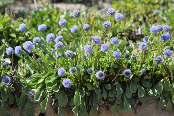 Globularia bisnagarica