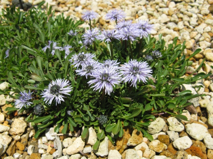 Globularia repens