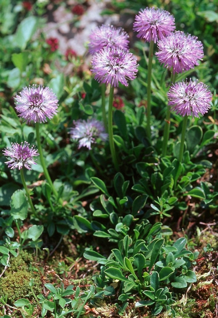 Globularia trichosantha