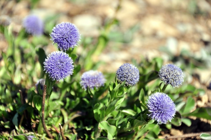 Globularia punctata