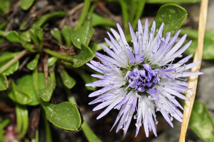 Globularia cordifolia