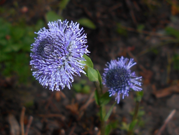 Globularia punctata