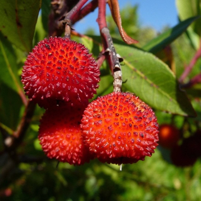 Арбутус земляничное