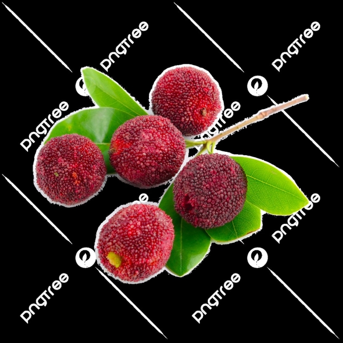 Восковница (myrica)