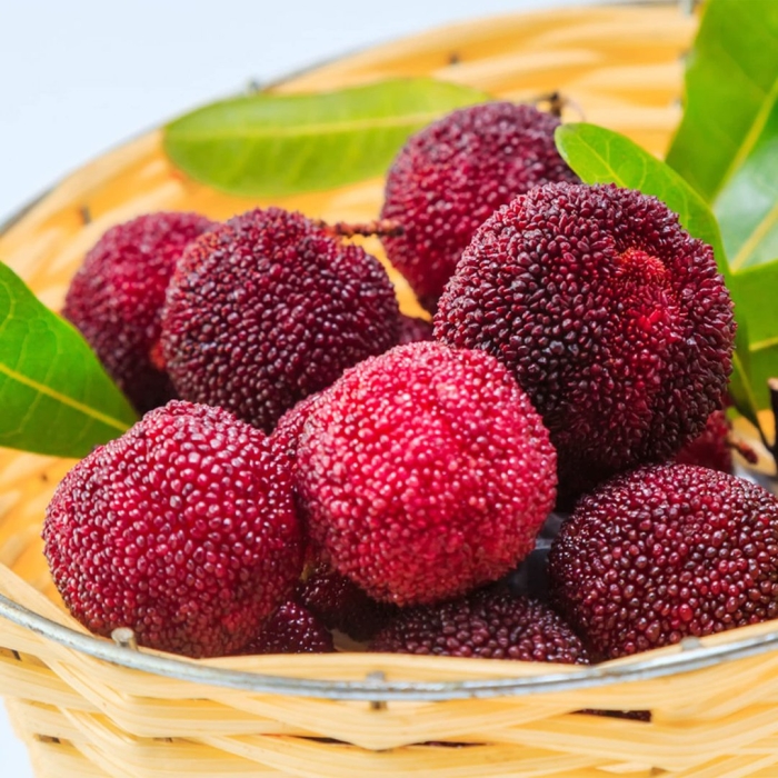 Восковница myrica