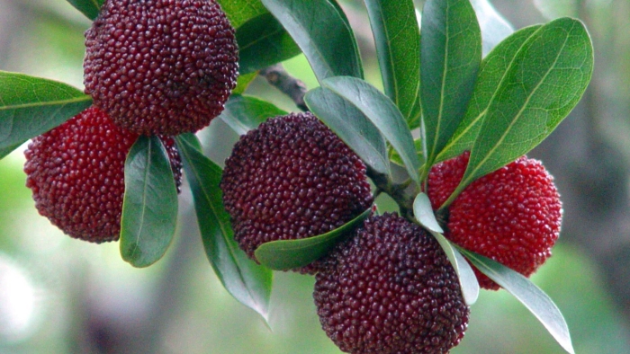 Мирика восковница