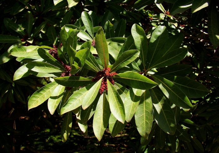 Восковница обыкновенная