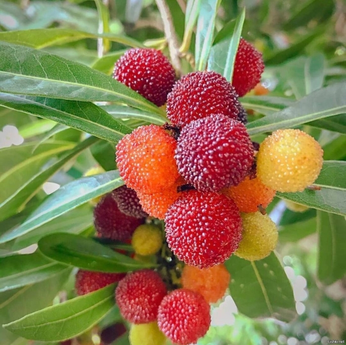 Китайский арбутус земляничное дерево