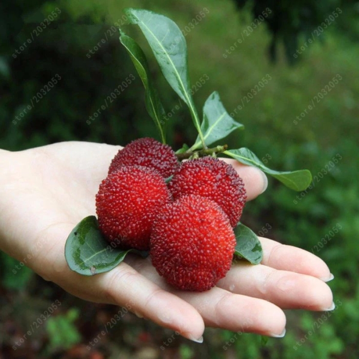 Восковница красная myrica rubra