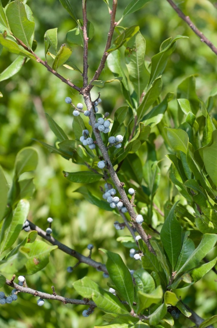 Восковница обыкновенная (myrica gale)