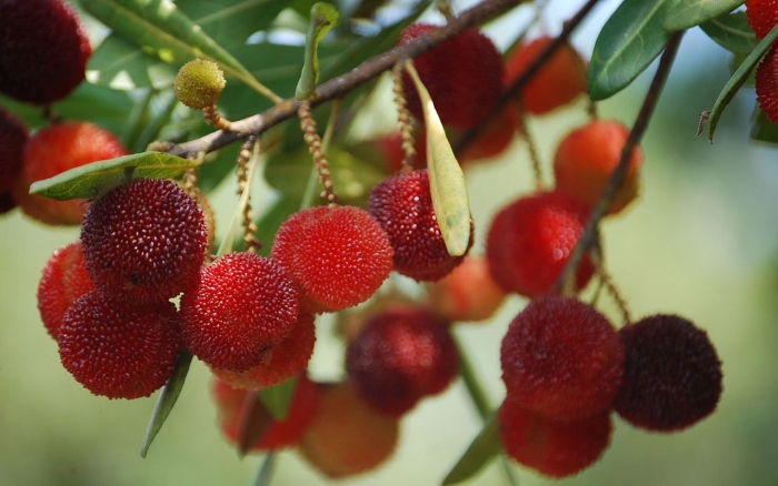 Китайская клубника восковница