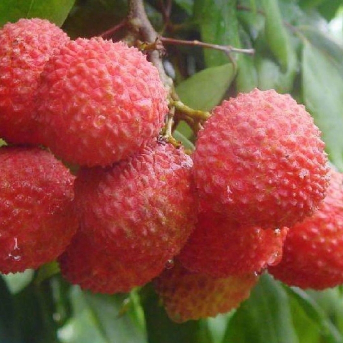 Китайские личи